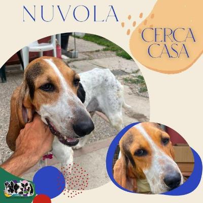 VENDO Cani a Alpignano &ndash; foto 1