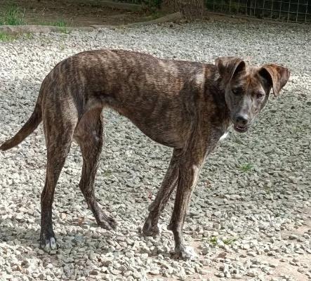 VENDO Cani a Vicoforte &ndash; foto 1