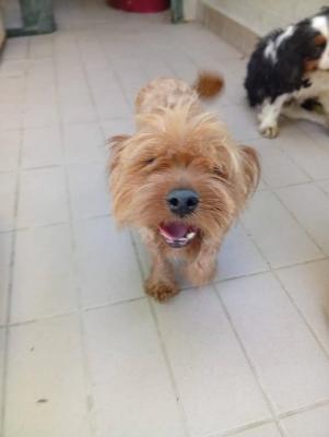 VENDO Cani a Corte Franca &ndash; foto 1
