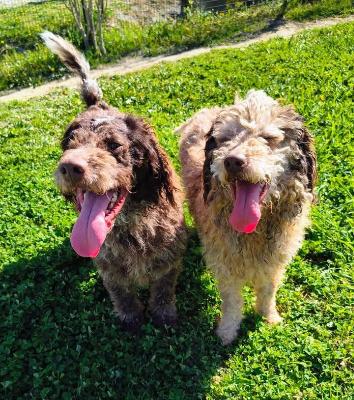 VENDO Cani a Cuneo &ndash; foto 1