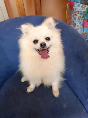 VENDO Cani a Tortona &ndash; foto 1