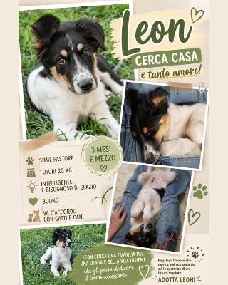 VENDO Cani a Trezzano sul Naviglio &ndash; foto 1