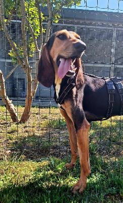 VENDO Cani a Calvatone &ndash; foto 1