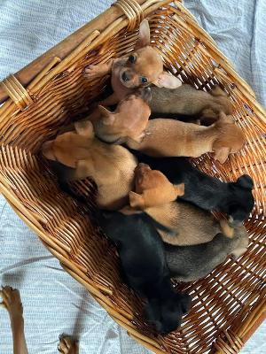 VENDO Cani a Torino &ndash; foto 1
