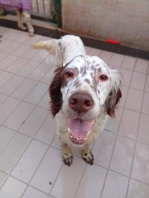 VENDO Cani a Corte Franca &ndash; foto 1