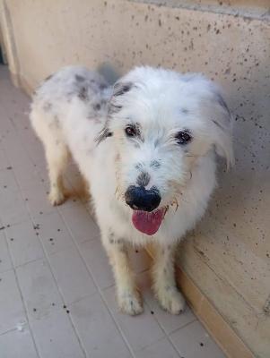 VENDO Cani a Corte Franca &ndash; foto 1