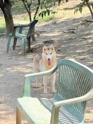 VENDO Cani a Brescia &ndash; foto 1