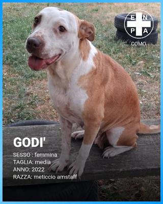 VENDO Cani a Como &ndash; foto 1