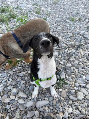 VENDO Cani a Tortona – foto 1
