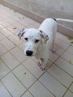 VENDO Cani a Corte Franca &ndash; foto 1
