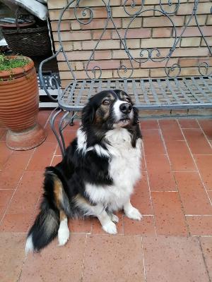 VENDO Cani a Campi Bisenzio – foto 1