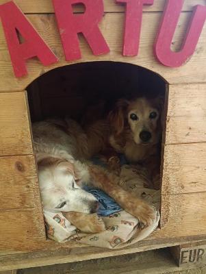 VENDO Cani a Milano &ndash; foto 1