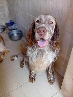 VENDO Cani a Corte Franca &ndash; foto 1