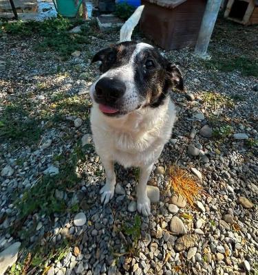 VENDO Cani a Tortona – foto 1