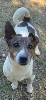 VENDO Cani a Milano &ndash; foto 1
