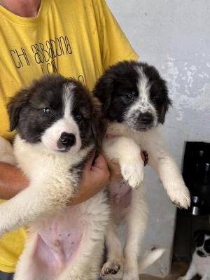 VENDO Cani a Campi Bisenzio – foto 1