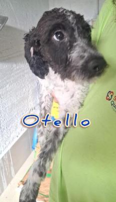 VENDO Cani a Campi Bisenzio – foto 1