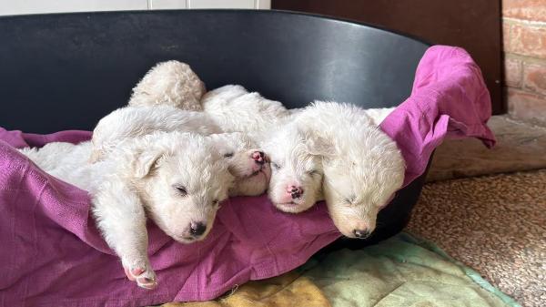 VENDO Cani a Campi Bisenzio – foto 1