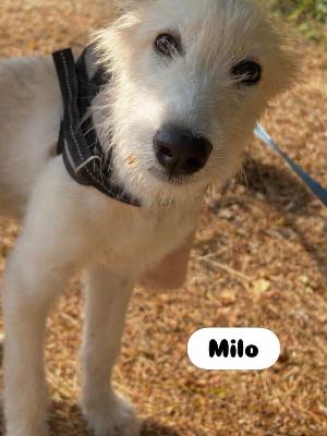 VENDO Cani a Somma Lombardo – foto 1