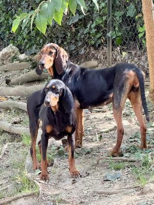 VENDO Cani a Brescia &ndash; foto 1