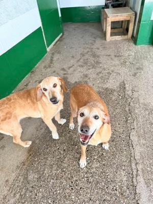 VENDO Cani a Brescia &ndash; foto 1