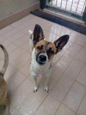 VENDO Cani a Corte Franca &ndash; foto 1