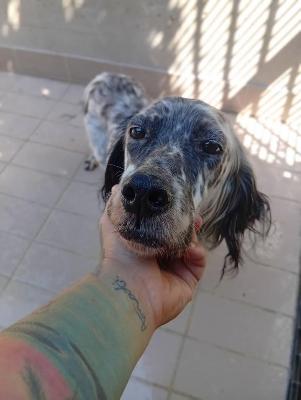 VENDO Cani a Corte Franca &ndash; foto 1