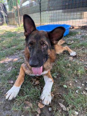 VENDO Cani a Tortona &ndash; foto 1