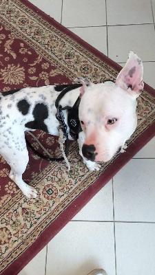 VENDO Cani a Tortona &ndash; foto 1