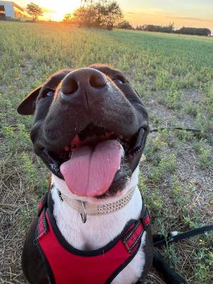 VENDO Cani a Tortona &ndash; foto 1