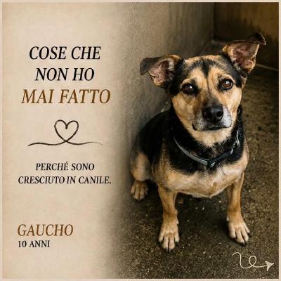 VENDO Cani a Trezzano sul Naviglio &ndash; foto 1