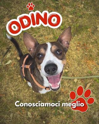 VENDO Cani a Mariano Comense &ndash; foto 1