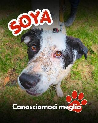 VENDO Cani a Mariano Comense &ndash; foto 1