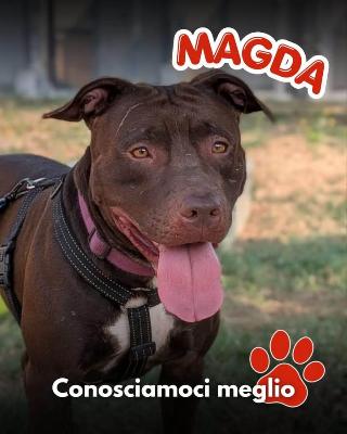 VENDO Cani a Mariano Comense &ndash; foto 1