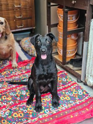 VENDO Cani a Brescia &ndash; foto 1