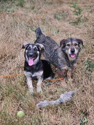 VENDO Cani a Brescia &ndash; foto 1