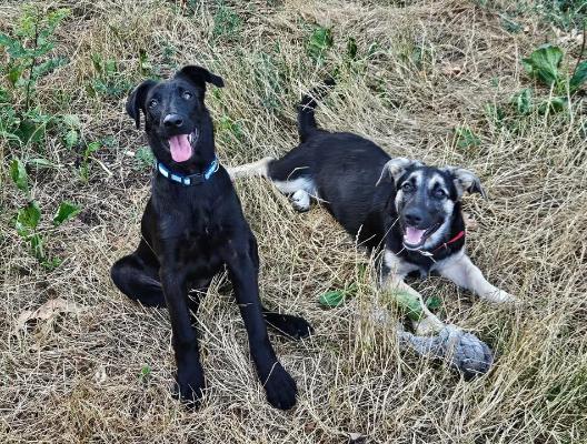 VENDO Cani a Brescia &ndash; foto 1