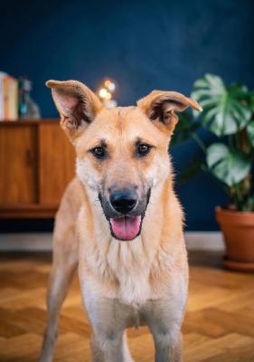 VENDO Cani a Brescia &ndash; foto 1