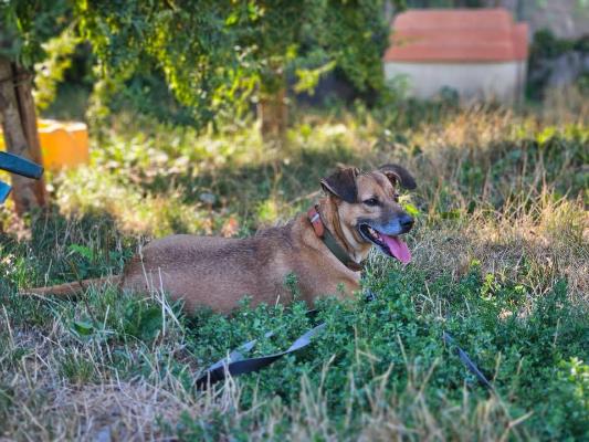 VENDO Cani a Brescia &ndash; foto 1