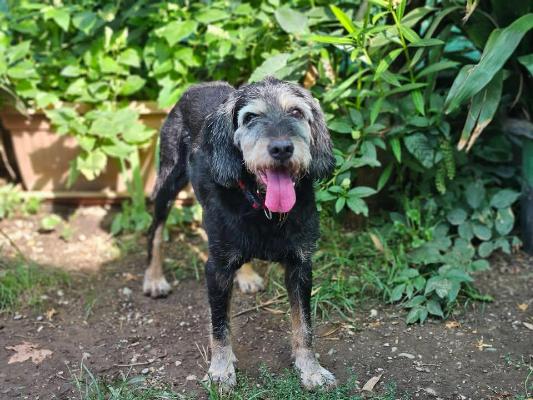 VENDO Cani a Brescia &ndash; foto 1