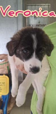 VENDO Cani a Campi Bisenzio &ndash; foto 1