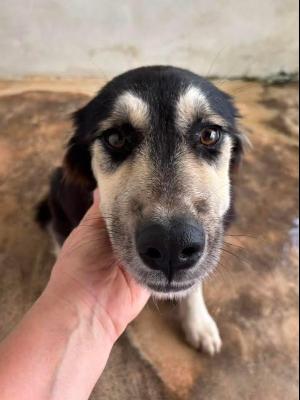 VENDO Cani a Campi Bisenzio &ndash; foto 1