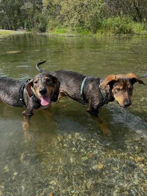 VENDO Cani a Somma Lombardo &ndash; foto 1