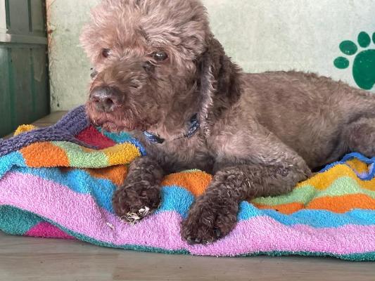 VENDO Cani a Somma Lombardo &ndash; foto 1