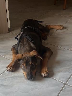 VENDO Cani a Somma Lombardo &ndash; foto 1