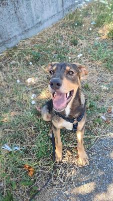 VENDO Cani a Somma Lombardo &ndash; foto 1