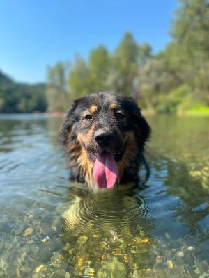 VENDO Cani a Somma Lombardo &ndash; foto 1