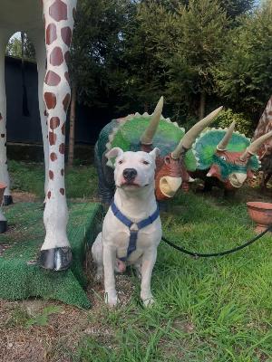 VENDO Cani a Somma Lombardo &ndash; foto 1
