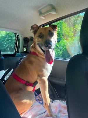 VENDO Cani a Somma Lombardo &ndash; foto 1