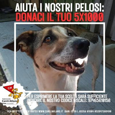 VENDO Cani a Pieve Fissiraga &ndash; foto 1